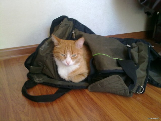 Котовторник 17.04.2012