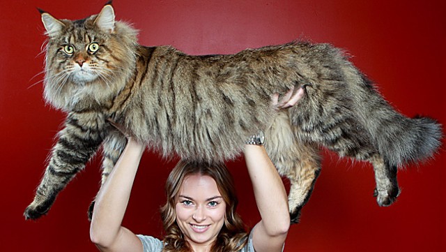 Кот - качок