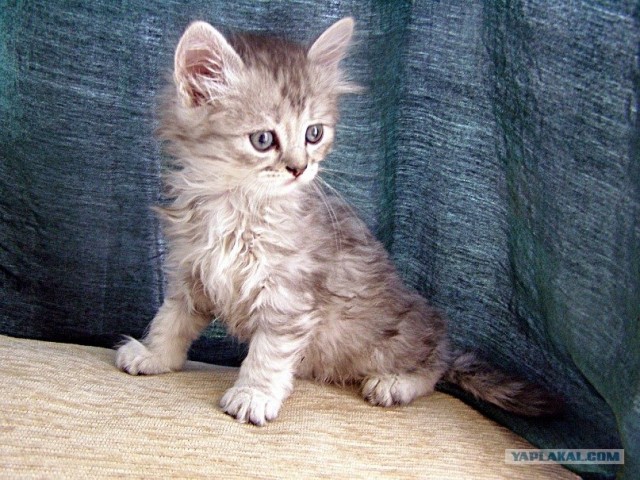 Котовторник 30.10.2012