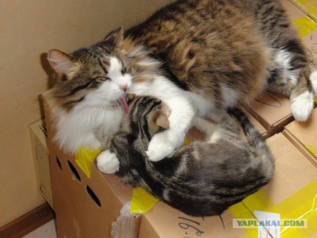 Котовторник 19.02.2019