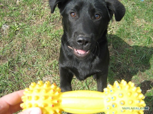 Собакочетверг