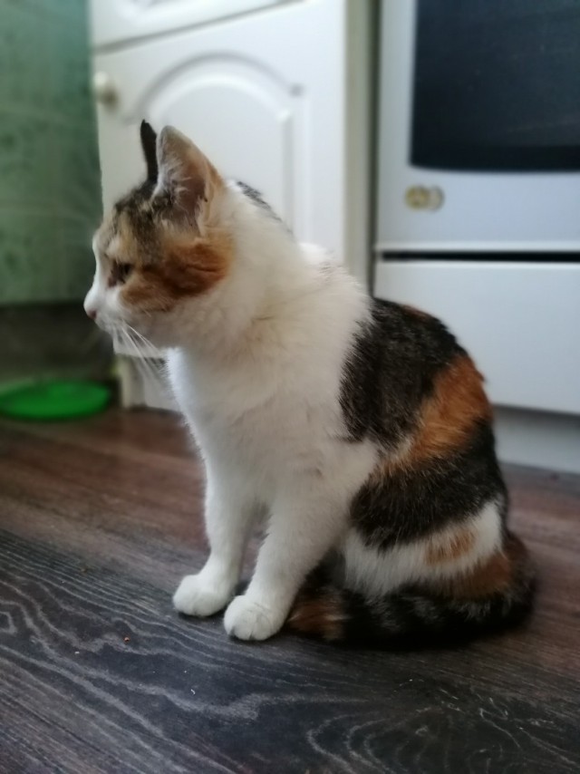 Забавные фото котеек