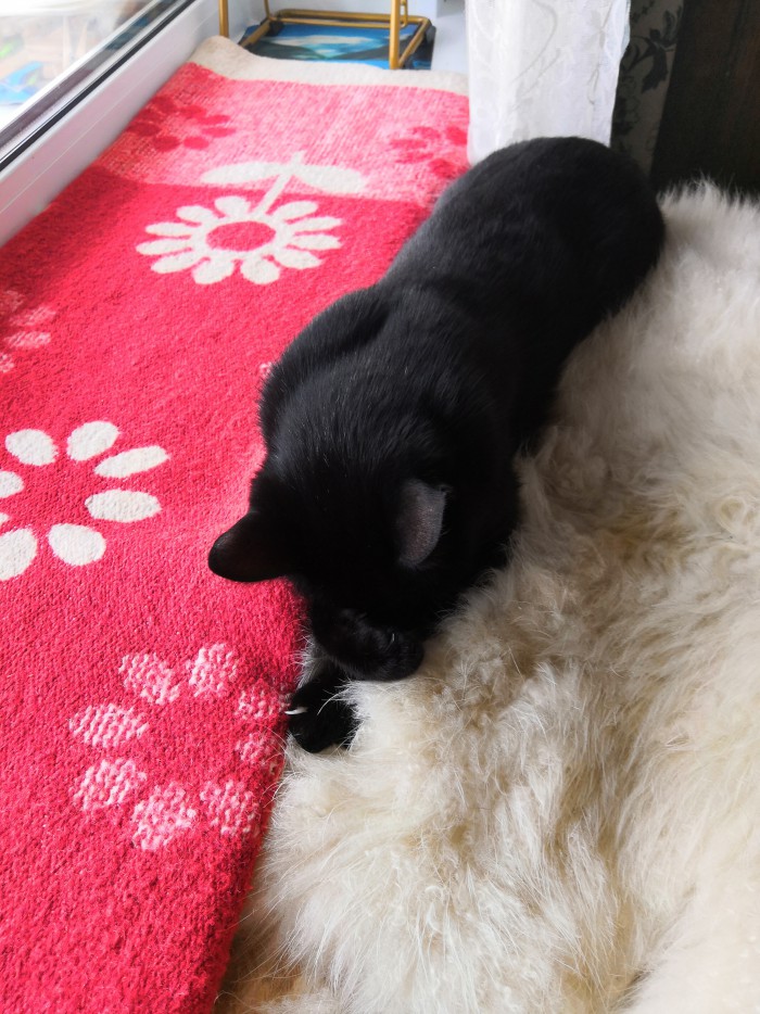 Кошки, которые заснули в самых невообразимых позах