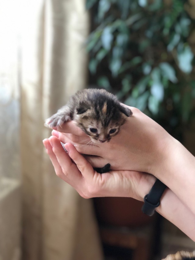 Забавные фото котеек