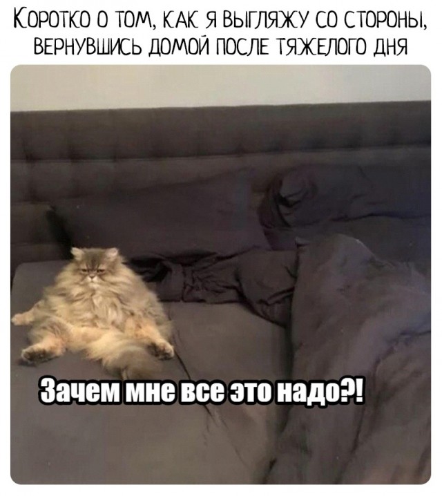 Мем уставший кот