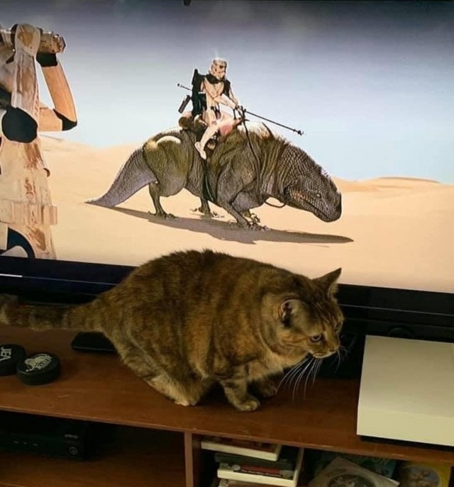Эти забавные животные