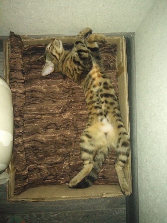Эти забавные животные