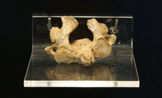 Галлы и головы их врагов