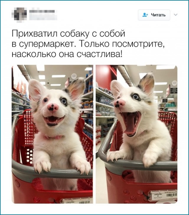 Собаки бывают