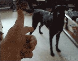 Покушение на кота