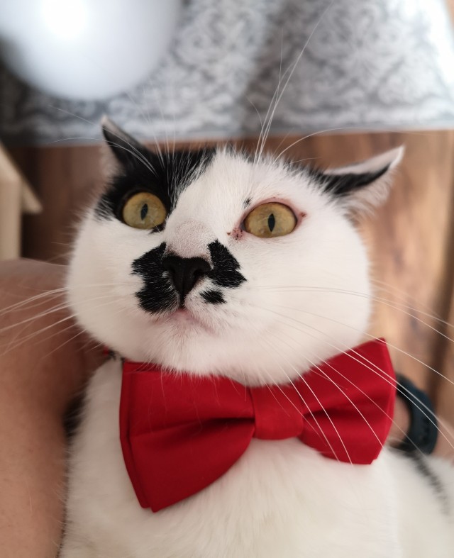 Солнце котовторника уже встало, Господа!