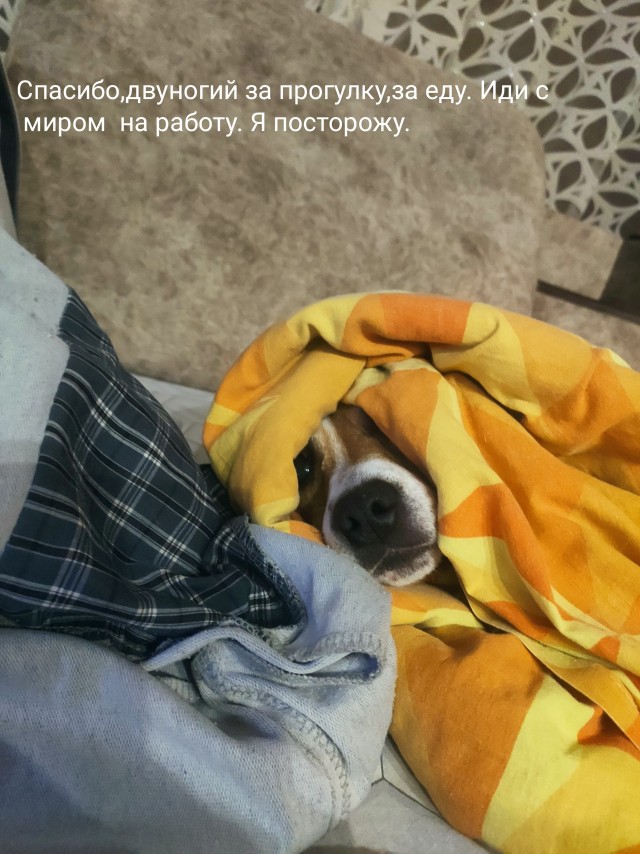 Кошатница
