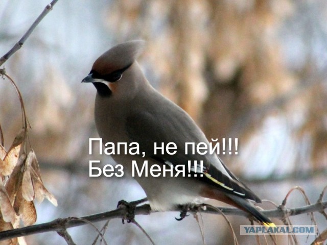 В Питере пить