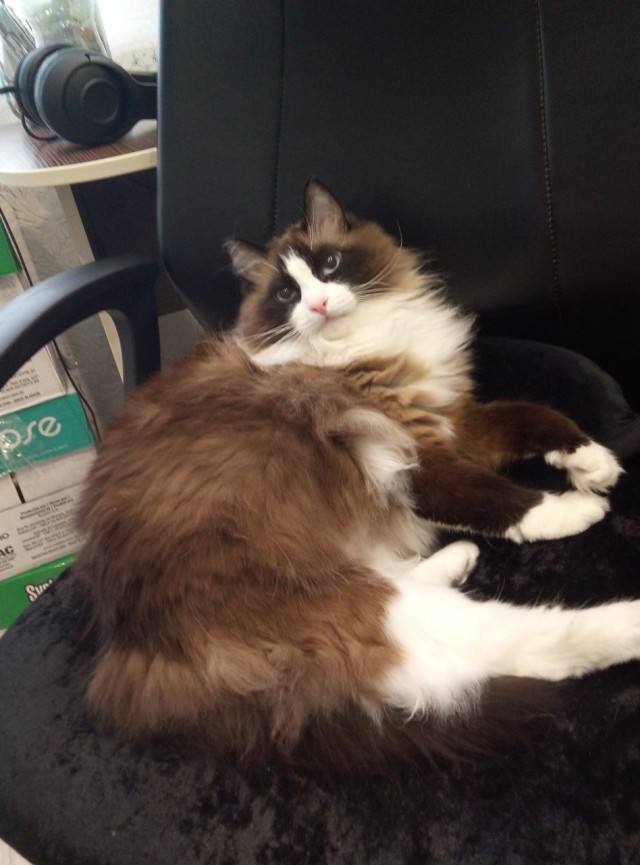 С праздником и котофторником!