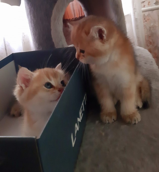 В середине апреля родились котятки