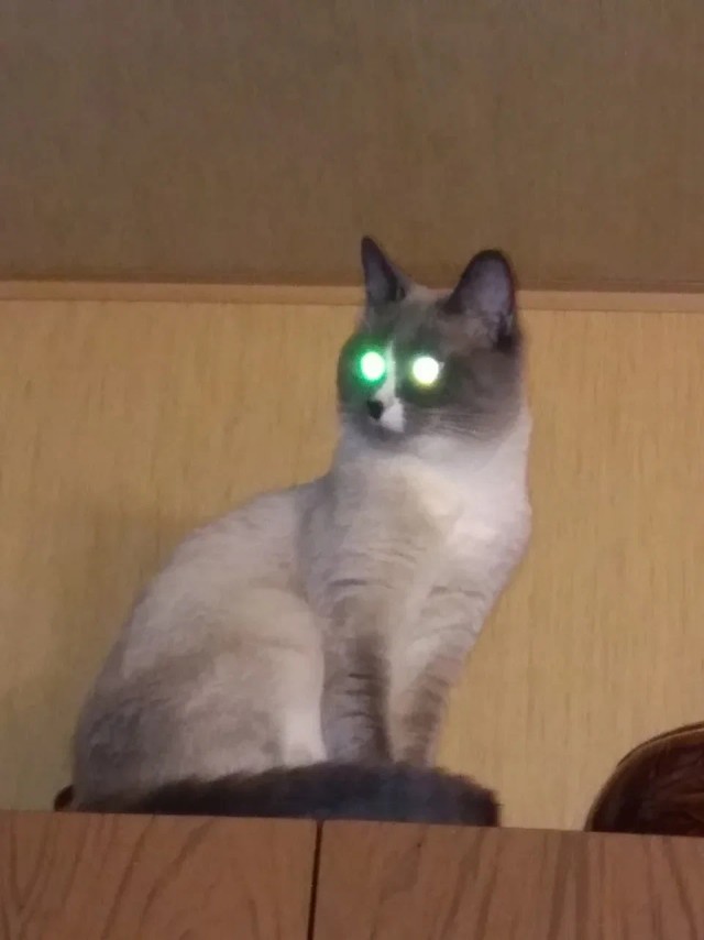 К котовторнику