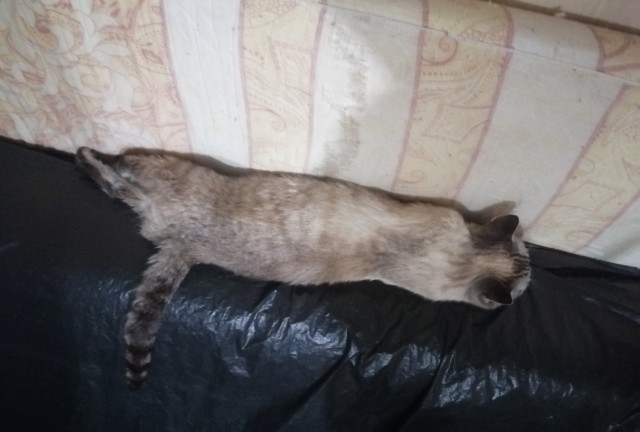 Кошка Фрейя