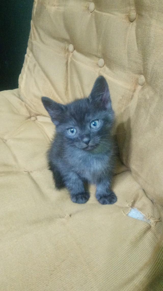 Котовторник 18.10.22