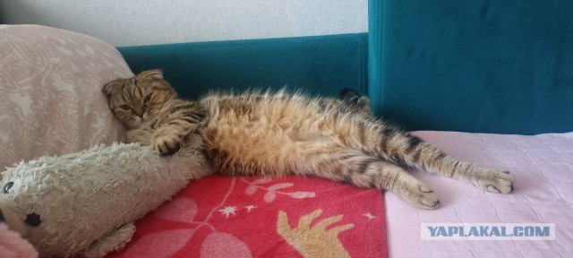Есть в семье такая подруга у дочери (посвящено котовторнику)