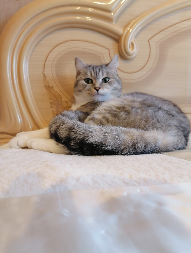Мой котовторник