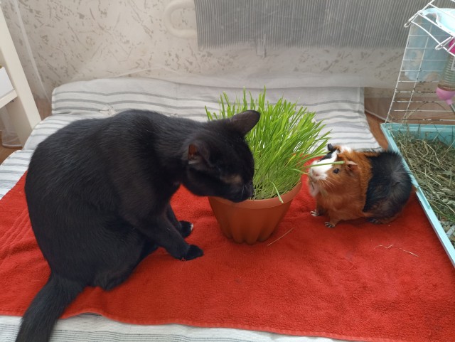Котовторнику посвящается, подобрашка Маня