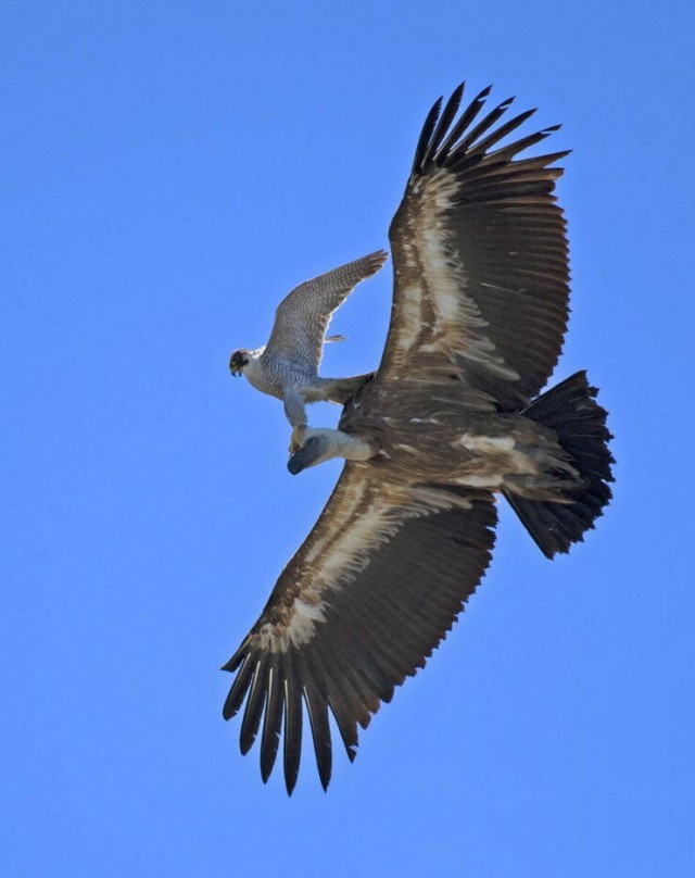 Подборка интересных и прикольных фото из Сети 01.04.23