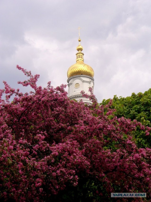 Мыльница