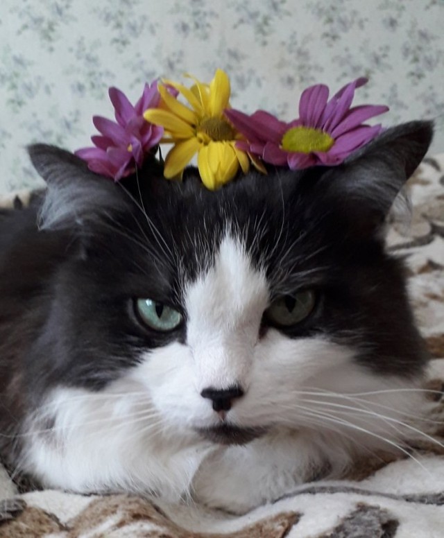 Жизнь домашнего приюта "Котоленд" 413