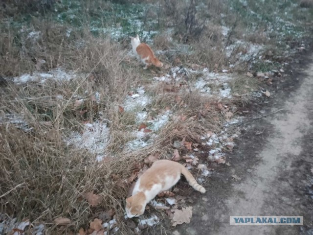 Жизнь домашнего приюта для котеек 472