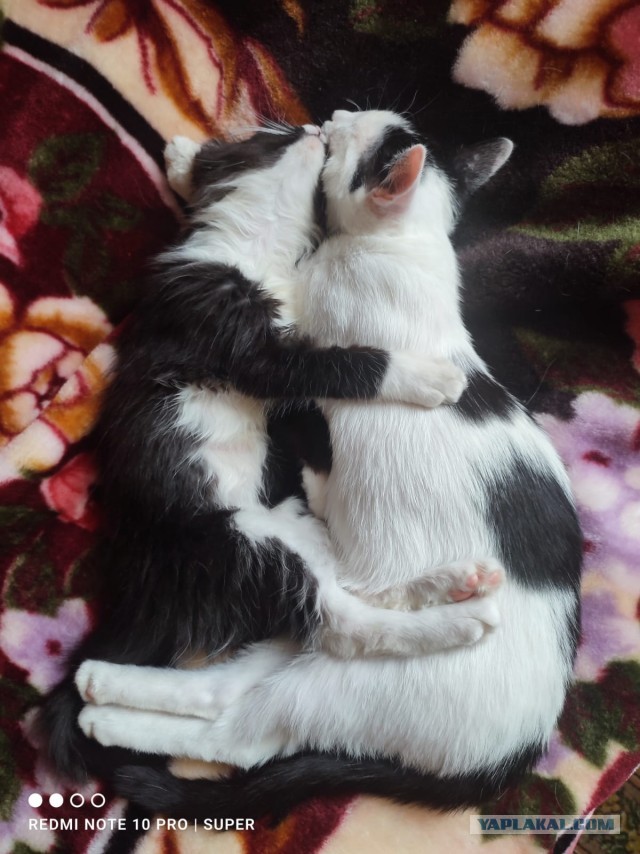 Котовторник уже пришёл?
