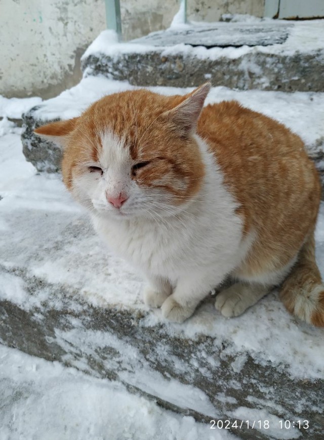Котики черноморского побережья