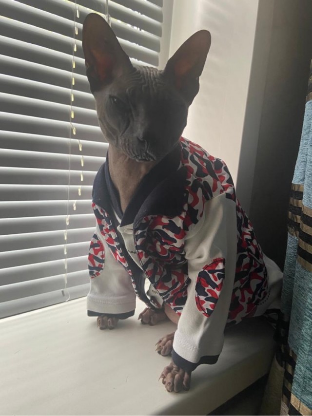 Всех с котовторником