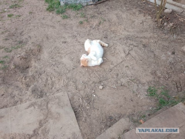 Жизнь домашнего приюта для котеек 490
