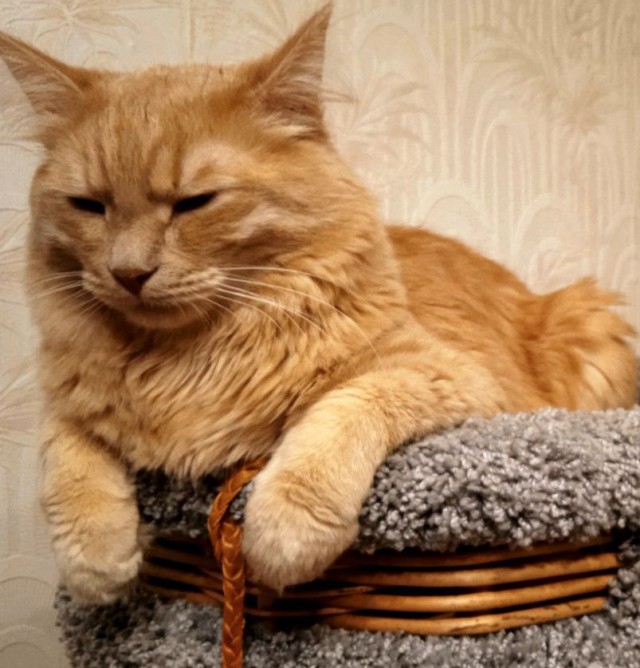 Просто кот