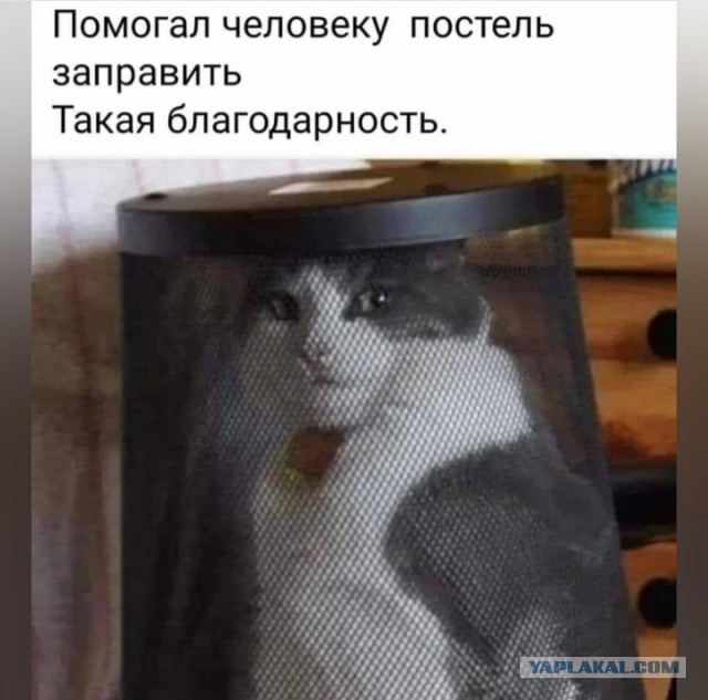 Нуштош 13.06.2024