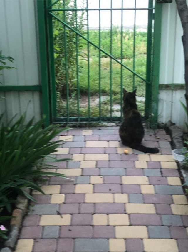 Котовторник в картинках