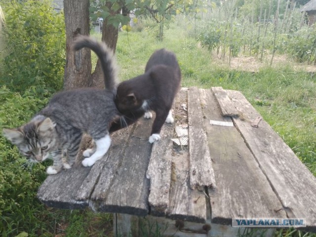 Жизнь домашнего приюта для котеек 505