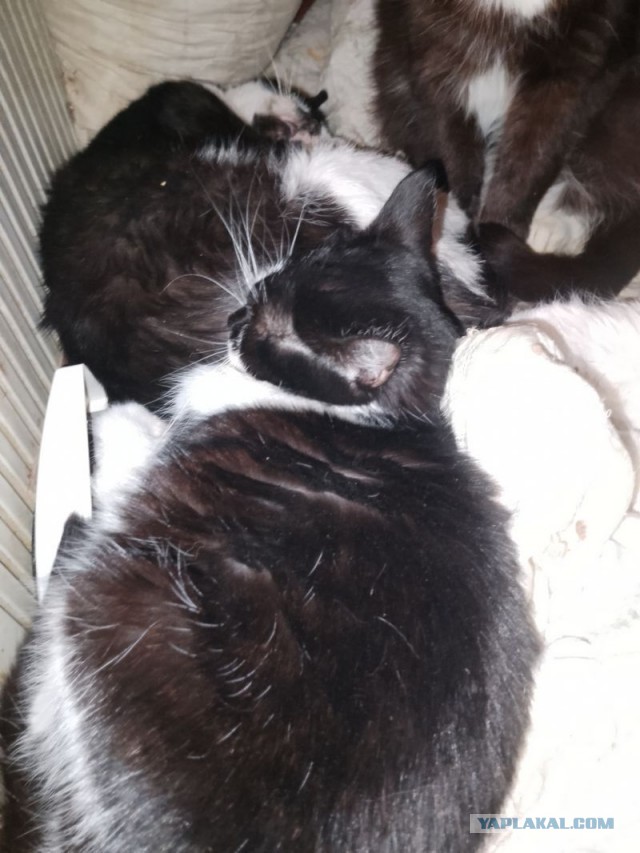 Жизнь домашнего приюта для котеек 523