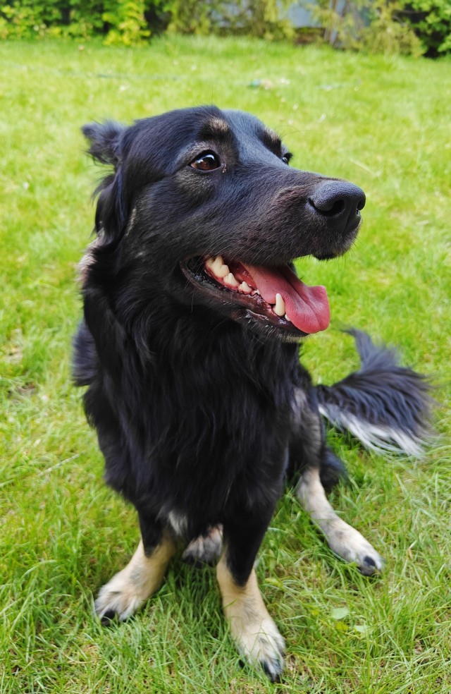 Пассажира не пустили в метро с большой собакой в наморднике и на поводке