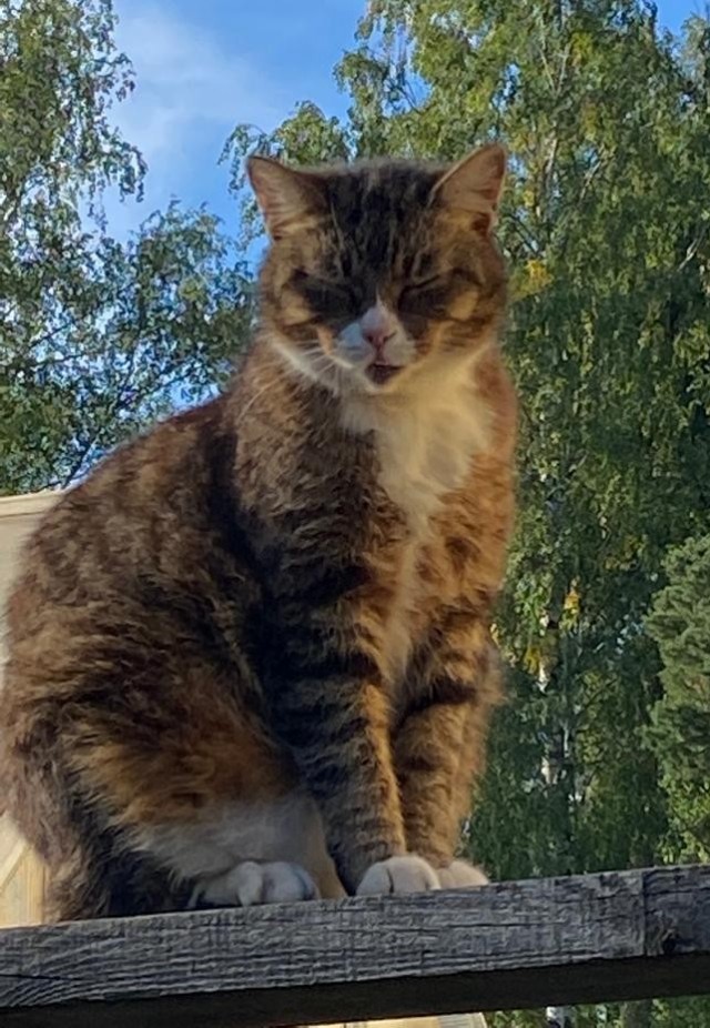 Котовторник продолжается