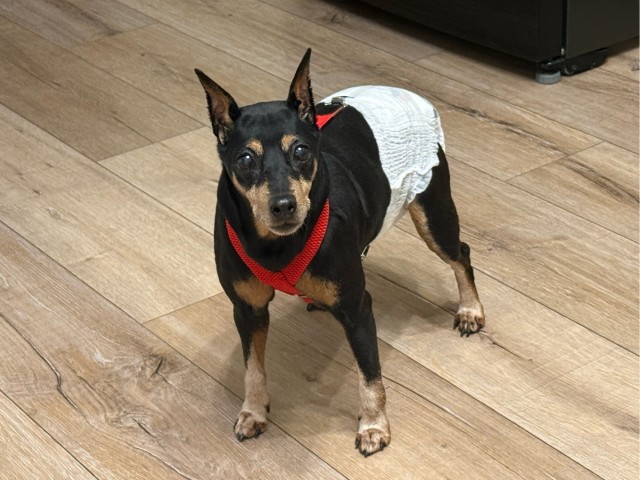 Собакочетверг!