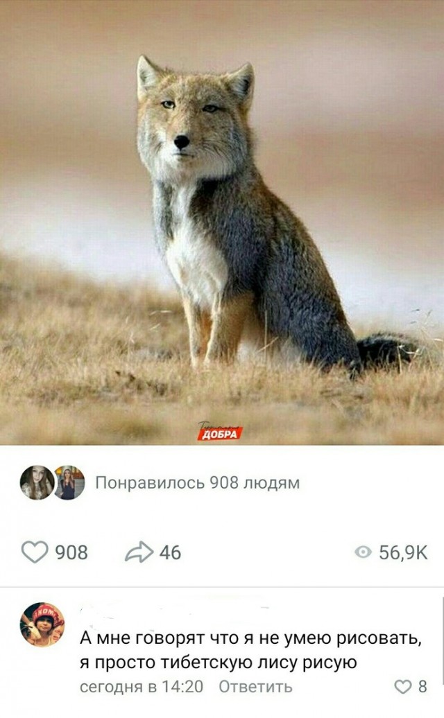 Тибетские лисы такие же узкоглазые, как и местные аборигены