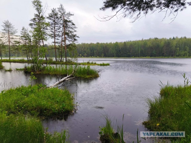Бронедом-2