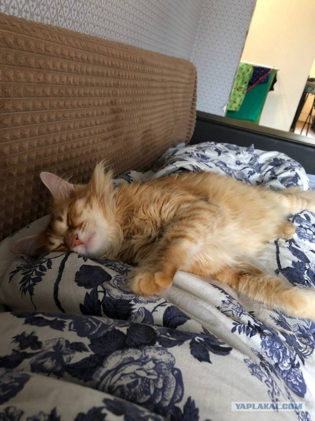 Котовторник