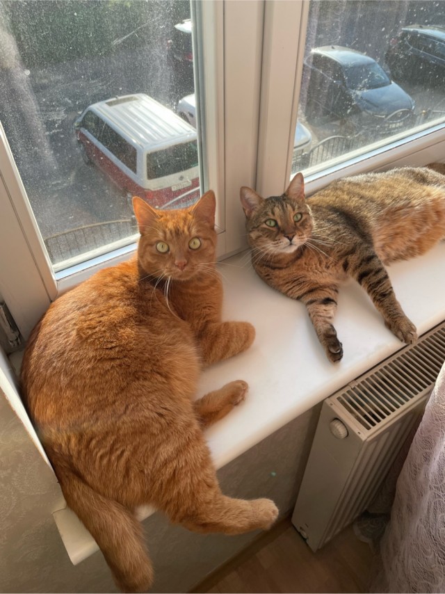 У нас теперь тоже котовторник