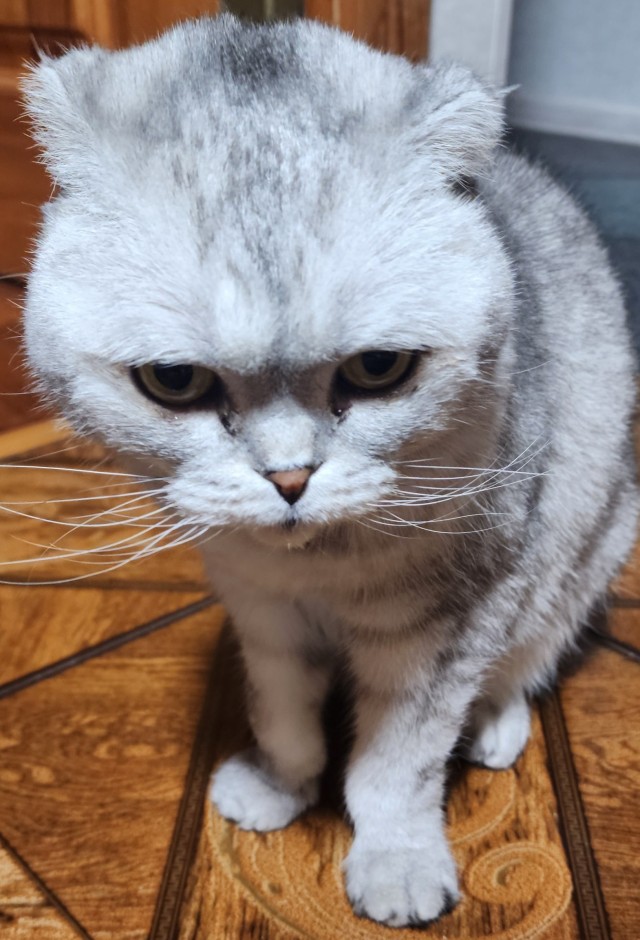 Скучалка