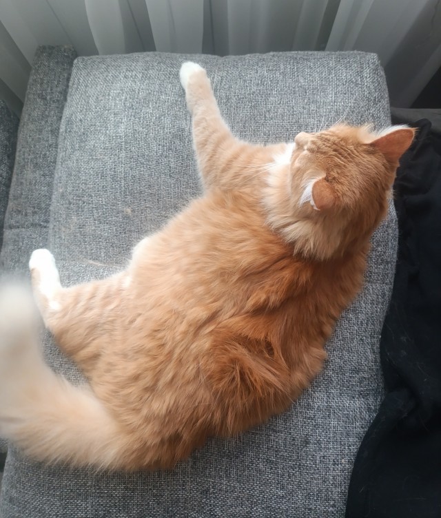 Сегодня котовторник.