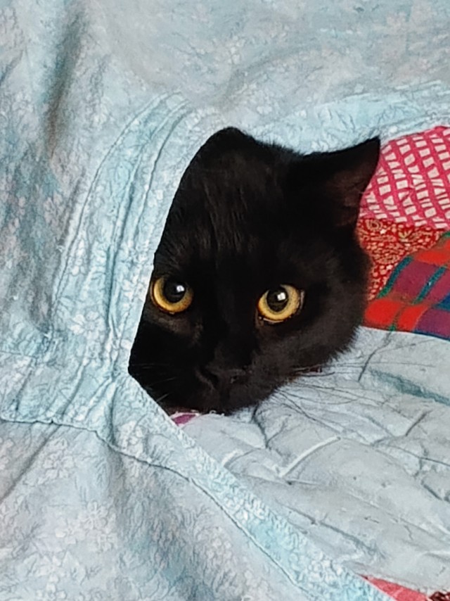 Прибавление в котосемействе.