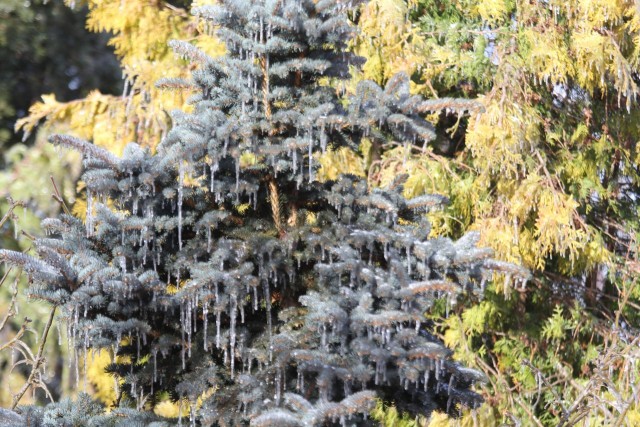 Ледяной дождь 03.05.24 (Лен.обл)