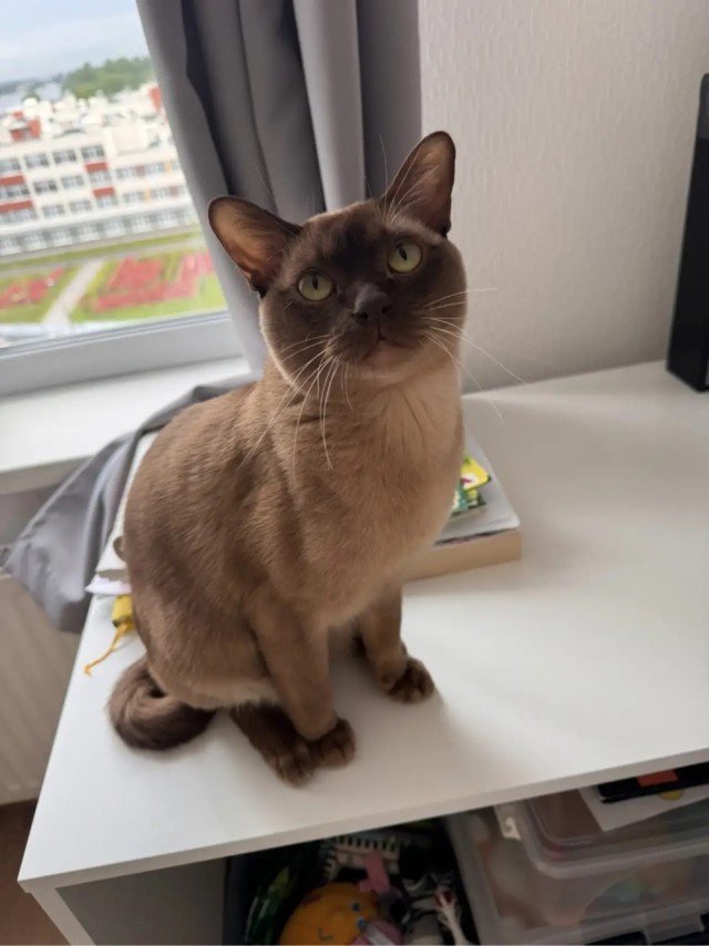 Котовторник Феникса